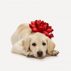 Dog-Christmas-gift-wallpapers142014